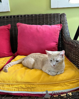 Photo №3. Chat domestique. Allemagne