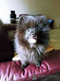 Photo №2 de l'annonce № 69955 de la vente spitz allemand - acheter à Georgia annonce privée