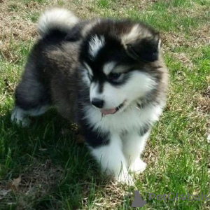 Photo №1. malamute de l'alaska - à vendre en ville de Helsinki | négocié | Annonce №83088