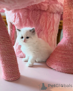 Photo №2 de l'annonce № 156259 de la vente ragdoll - acheter à Suisse annonce privée
