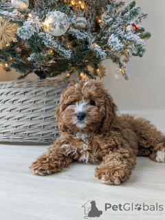 Photo №3. Pleines d'amour, de jeu et de charme de chiot, les Bentley sont prêtes à remplir. La finlande