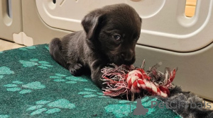 Photo №3. Labrador retriever. Allemagne