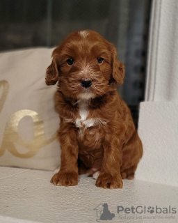 Photo №1. labradoodle - à vendre en ville de Амстердам | négocié | Annonce №44007