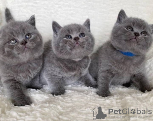 Photo №1. british shorthair - à vendre en ville de Londres | 250€ | Annonce № 121337