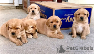 Photo №1. golden retriever - à vendre en ville de Helsinki | 379€ | Annonce №65403