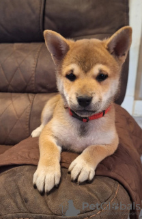 Photo №1. shiba - à vendre en ville de Франкфурт-на-Майне | 410€ | Annonce №86610