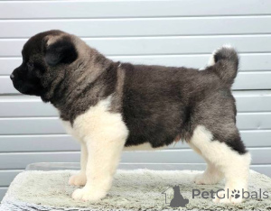Photo №4. Je vais vendre akita américain en ville de Kraljevo. annonce privée - prix - négocié
