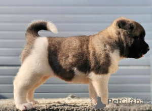 Photos supplémentaires: Akita américain, chiots disponibles