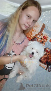 Photo №1. bichon maltais - à vendre en ville de Rostov-sur-le-Don | 571€ | Annonce №15248