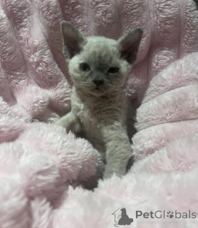 Photo №2 de l'annonce № 160345 de la vente devon rex - acheter à Allemagne éleveur
