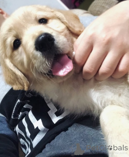 Photo №3. Golden Retriever 3NNNN. Serbie