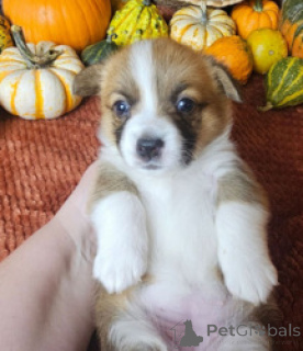 Photo №2 de l'annonce № 169263 de la vente welsh corgi - acheter à Bangladesh éleveur