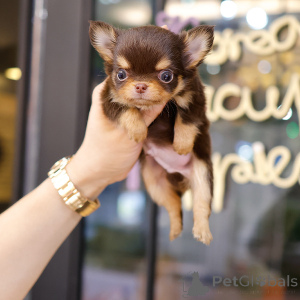 Photo №3. adorables chiots de chihuahua pour adoption. USA
