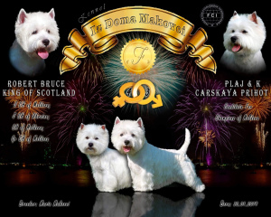 Photo №4. Je vais vendre west highland white terrier en ville de Tiraspol. de la fourrière - prix - 500€