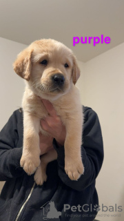 Photos supplémentaires: Beaux chiots Golden Labrador (entièrement vaccinés)