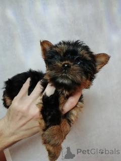 Photo №3. Chiots Yorkie miniatures.. Lituanie