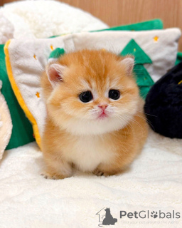 Photo №4. Je vais vendre british shorthair en ville de Berlin. éleveur - prix - négocié