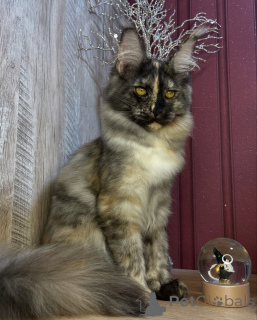 Photo №4. Je vais vendre maine coon en ville de Aston.  - prix - négocié