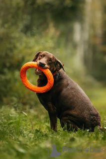Photo №2 de l'annonce № 156854 de la vente labrador retriever - acheter à Fédération de Russie annonce privée