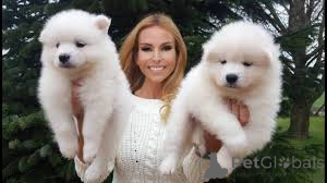 Photo №1. samoyède - à vendre en ville de Devonside | négocié | Annonce №136196