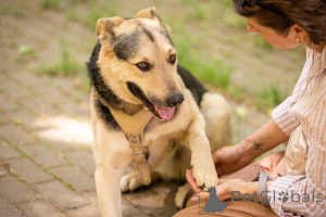 Photo №3. Barry cherche son homme!. Fédération de Russie