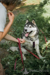 Photo №4. Je vais vendre husky de sibérie en ville de Rivière moscou.  - prix - Gratuit
