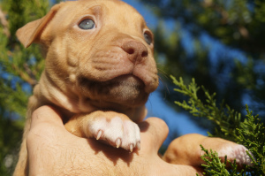 Photos supplémentaires: Niche Pit Bull LOOLY HEARTS, chiots