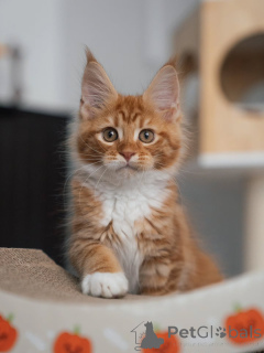 Photo №2 de l'annonce № 177833 de la vente maine coon - acheter à Pays Bas éleveur
