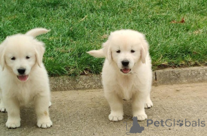Photo №1. golden retriever - à vendre en ville de Prague | négocié | Annonce №156846