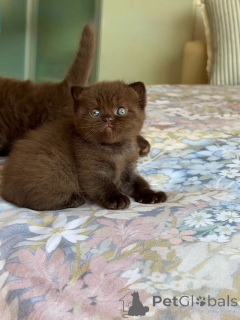 Photo №1. british shorthair - à vendre en ville de Linz | négocié | Annonce № 175233