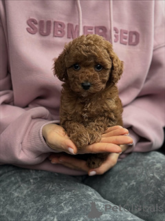 Photo №2 de l'annonce № 159567 de la vente maltipu - acheter à Pays Bas annonce privée