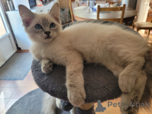 Photo №1. ragdoll - à vendre en ville de Anvers | Gratuit | Annonce № 174018