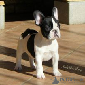 Photo №1. bouledogue - à vendre en ville de Hartford | 379€ | Annonce №109903