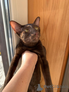 Photo №4. Je vais vendre oriental shorthair en ville de Москва. annonce privée - prix - 464€