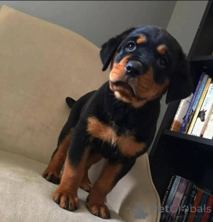 Photo №1. rottweiler - à vendre en ville de Virginie | 727€ | Annonce №165217