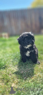 Photo №1. maltipu - à vendre en ville de Berlin | 900€ | Annonce №149839