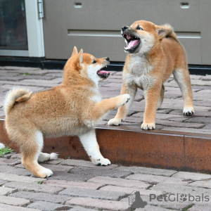 Photo №1. shiba - à vendre en ville de Helsinki | négocié | Annonce №118952