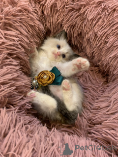 Photo №4. Je vais vendre ragdoll en ville de Viehausen. éleveur - prix - 375€