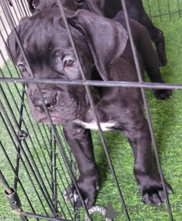Photo №1. cane corso - à vendre en ville de Al Ain | négocié | Annonce №145597