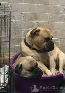 Photo №1. bullmastiff - à vendre en ville de Vienna | 300€ | Annonce №75984