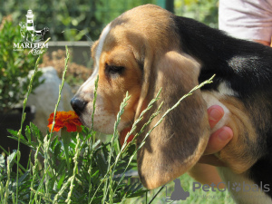 Photo №1. beagle - à vendre en ville de Приморск | 636€ | Annonce №11548