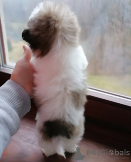 Photo №1. shih tzu - à vendre en ville de Linz | négocié | Annonce №127459