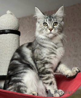 Photo №1. maine coon - à vendre en ville de Baden-Baden | 790€ | Annonce № 163184