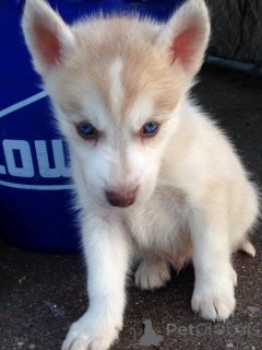 Photo №1. husky de sibérie - à vendre en ville de Chambhéry | 730€ | Annonce №172201