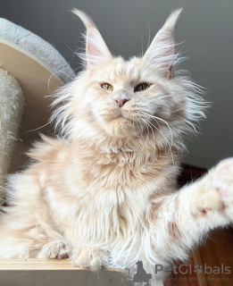 Photo №4. Je vais vendre maine coon en ville de Berlin. éleveur - prix - 300€