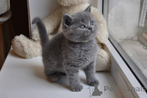 Photo №1. british shorthair - à vendre en ville de Zwicau | 350€ | Annonce № 149187
