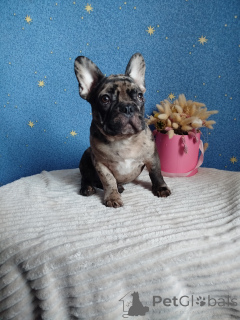 Photo №4. Je vais vendre bouledogue en ville de Minsk. annonce privée - prix - 500€