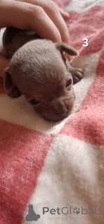 Photo №3. Lilas chihuahua à vendre. Allemagne