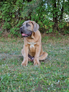 Photo №2 de l'annonce № 106782 de la vente cane corso - acheter à Pologne éleveur