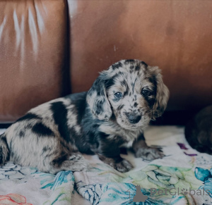 Photo №2 de l'annonce № 155446 de la vente teckel - acheter à Luxembourg annonce privée